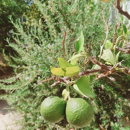 Magnolia Supetar